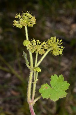 APII jpeg image of Hydrocotyle laxiflora  © contact APII