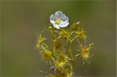 APII jpeg image of Drosera hookeri  © contact APII