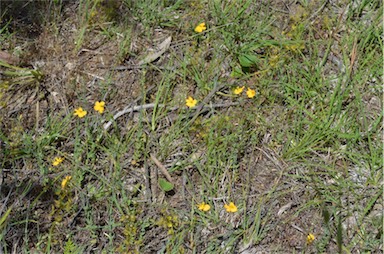 APII jpeg image of Hypericum gramineum  © contact APII