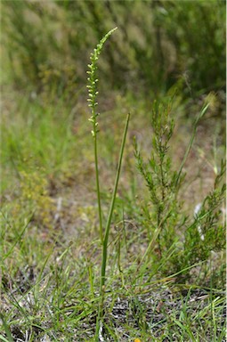 APII jpeg image of Microtis unifolia  © contact APII