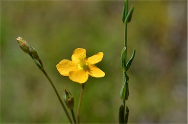 APII jpeg image of Hypericum gramineum  © contact APII