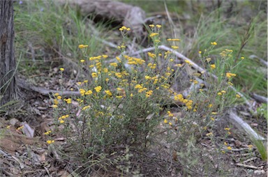 APII jpeg image of Ozothamnus obcordatus  © contact APII