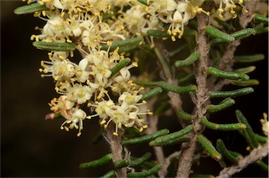 APII jpeg image of Pomaderris phylicifolia subsp. ericoides  © contact APII