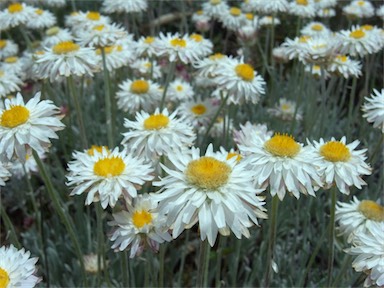 APII jpeg image of Leucochrysum alpinum  © contact APII