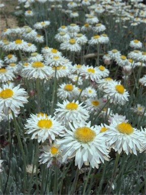 APII jpeg image of Leucochrysum alpinum  © contact APII