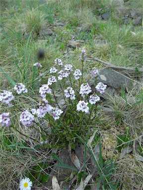 APII jpeg image of Euphrasia collina subsp. paludosa  © contact APII