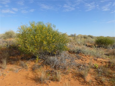 APII jpeg image of Acacia ligulata  © contact APII