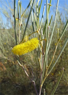 APII jpeg image of Acacia ramulosa  © contact APII