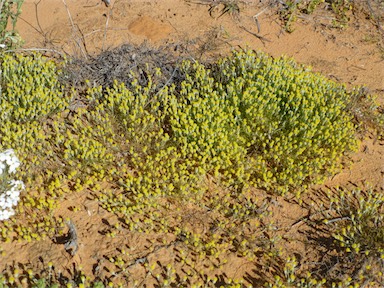 APII jpeg image of Millotia greevesii subsp. greevesii  © contact APII