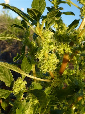 APII jpeg image of Amaranthus grandiflorus  © contact APII