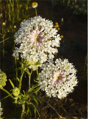 APII jpeg image of Trachymene glaucifolia  © contact APII