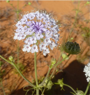 APII jpeg image of Trachymene glaucifolia  © contact APII