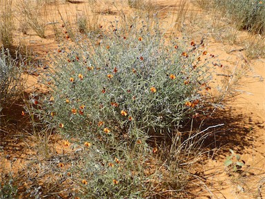 APII jpeg image of Isotropis wheeleri  © contact APII