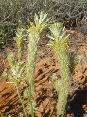 APII jpeg image of Ptilotus polystachyus  © contact APII