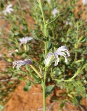 APII jpeg image of Scaevola parvibarbata  © contact APII