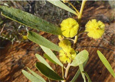 APII jpeg image of Acacia dictyophleba  © contact APII