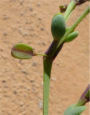 APII jpeg image of Zygophyllum compressum  © contact APII