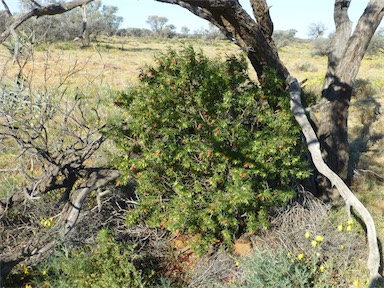 APII jpeg image of Eremophila latrobei subsp. glabra  © contact APII