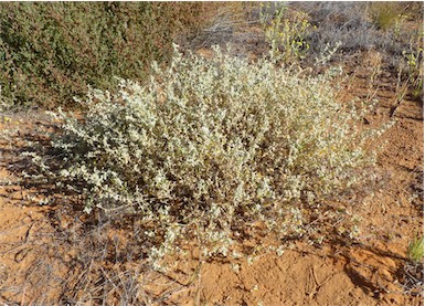 APII jpeg image of Atriplex limbata  © contact APII