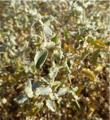 APII jpeg image of Atriplex limbata  © contact APII