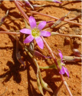 APII jpeg image of Calandrinia ptychosperma  © contact APII