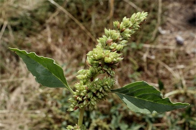 APII jpeg image of Amaranthus deflexus  © contact APII