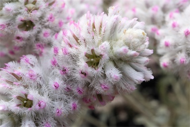 APII jpeg image of Ptilotus obovatus 'Cobtus'  © contact APII