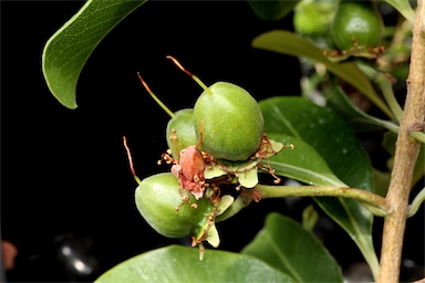 APII jpeg image of Xanthostemon oppositifolius  © contact APII