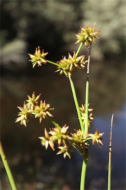 APII jpeg image of Juncus fockei  © contact APII