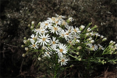 APII jpeg image of Olearia glandulosa  © contact APII