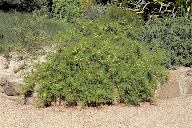 APII jpeg image of Hibbertia serpyllifolia  © contact APII