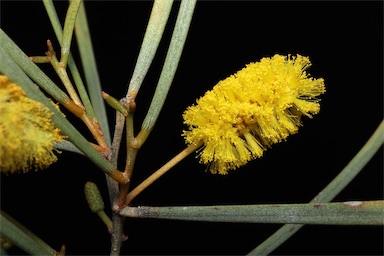 APII jpeg image of Acacia rhodophloia  © contact APII