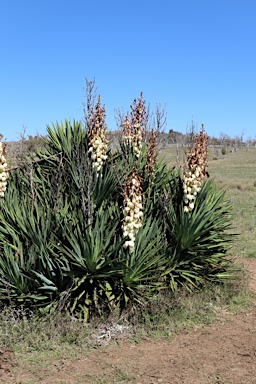 APII jpeg image of Yucca aloifolia  © contact APII