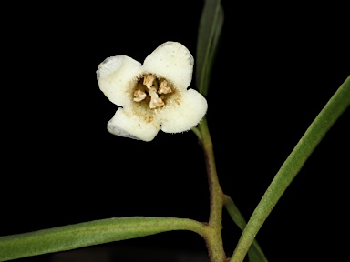 APII jpeg image of Eremophila deserti  © contact APII