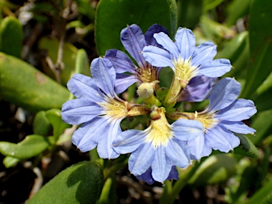 APII jpeg image of Scaevola calendulacea  © contact APII