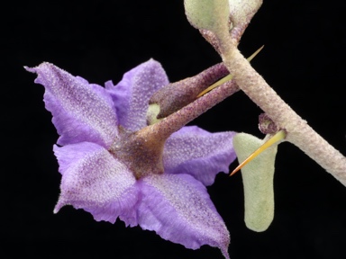 APII jpeg image of Solanum orbiculatum subsp. orbiculatum  © contact APII