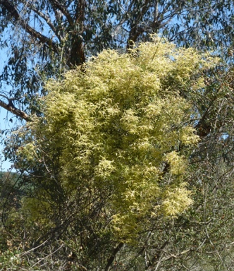 APII jpeg image of Clematis leptophylla  © contact APII