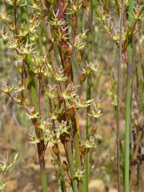 APII jpeg image of Juncus remotiflorus  © contact APII