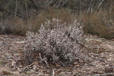 APII jpeg image of Leucopogon attenuatus  © contact APII