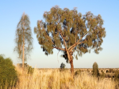 APII jpeg image of Allocasuarina decaisneana  © contact APII