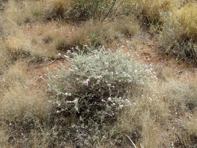 APII jpeg image of Ptilotus obovatus  © contact APII