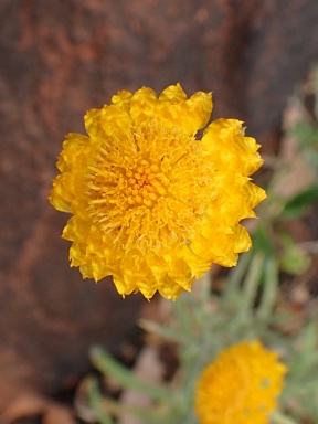 APII jpeg image of Leucochrysum stipitatum  © contact APII