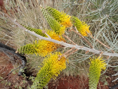 APII jpeg image of Grevillea eriostachya  © contact APII