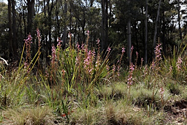 APII jpeg image of Stylidium armeria subsp. armeria  © contact APII