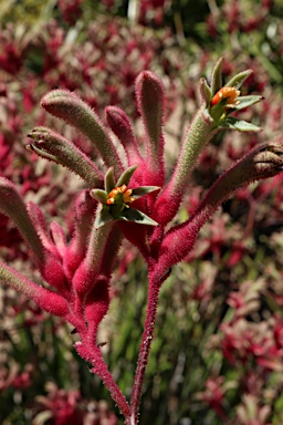 APII jpeg image of Anigozanthos 'Landscape Pink'  © contact APII