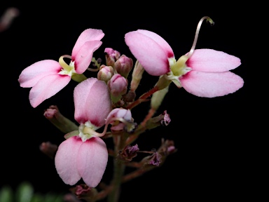 APII jpeg image of Stylidium ireneae  © contact APII