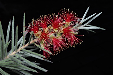 APII jpeg image of Callistemon brachyandrus  © contact APII