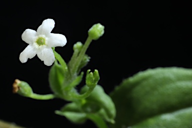 APII jpeg image of Hackelia latifolia  © contact APII