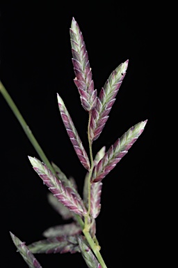 APII jpeg image of Eragrostis brownii  © contact APII