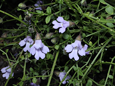 APII jpeg image of Prostanthera spinosa  © contact APII